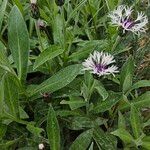 Centaurea lugdunensis Habit