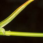 Carex frigida Ekosanga