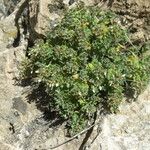 Teucrium ramosissimum Alkat (teljes növény)