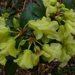 Rhododendron luteiflorum