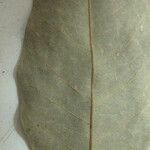 Licania parvifructa Máis