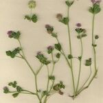 Trifolium resupinatum Habit