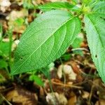 Mercurialis perennis Hoja