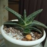 Gasteria excelsa Hostoa