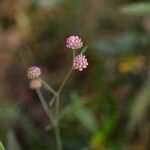 Dorycnopsis gerardi Blüte