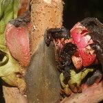 Pentagonia wendlandii Fruto