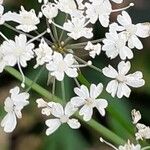 Chaerophyllum villarsii Fleur