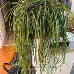 Rhipsalis baccifera Leht