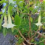 Brugmansia × candidaLeaf