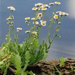 Erigeron quercifolius Habitus