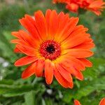 Gerbera leandrii 花