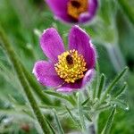 Pulsatilla vulgaris Flower