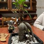 Ficus microcarpa List