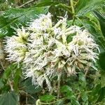 Austroeupatorium inulifolium Квітка