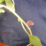 Amaranthus blitum ഇല