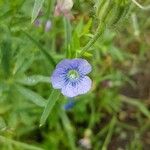 Linum pratense Кветка