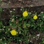 Calceolaria tripartita Feuille