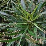 Phyllanthus angustifolius Kukka