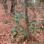 Quercus laurifolia Blad