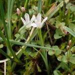 Lysimachia tenella Žiedas