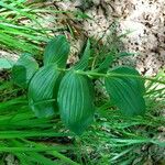 Epipactis helleborine Folha