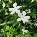 Jasminum grandiflorum 花