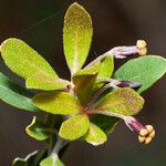 Pittosporum poumense 葉