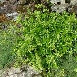 Alchemilla saxatilis Habit