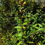 Berberis julianae Flower