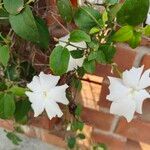 Thunbergia fragrans 花