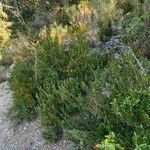 Buxus sempervirens Агульны выгляд