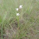 Eulophia trilamellata Habit