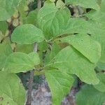 Syringa josikaea Leaf