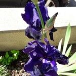 Iris barbatula Λουλούδι