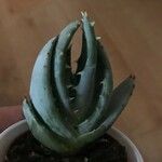 Aloe peglerae Folha