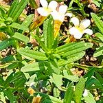 Gratiola officinalis 花