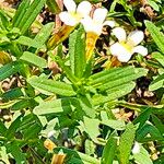 Gratiola officinalis Blomst