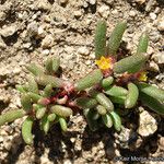 Portulaca halimoides موطن