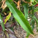 Heliconia farinosa Folio