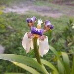 Trimezia gracilis 花