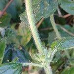 Clinopodium vulgare Bark