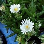 Delosperma sutherlandii Lorea