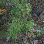Acacia berlandieri Hábito