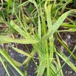 Bromus diandrus Fuelha