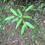Aspidosperma desmanthum Hoja