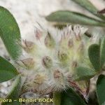 Trifolium saxatile Frucht