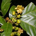 Cupania juglandifolia Fruit
