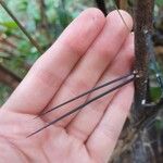 Bactris acanthocarpoides Cortiza