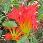 Aeschynanthus speciosus Flower