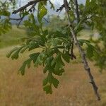 Quercus garryana Blad